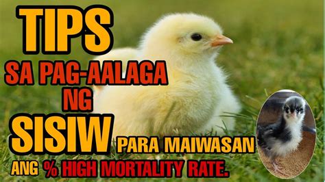 tamang pag aalaga ng panabong na manok|Paano mag alaga ng sisiw .